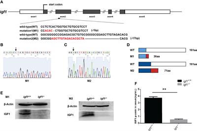 Sexual dimorphic effects of igf1 deficiency on metabolism in zebrafish
